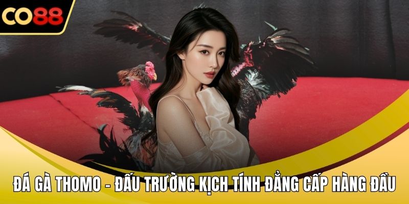 Đá gà Thomo