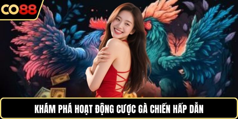 Khám phá hoạt động cược gà chiến hấp dẫn