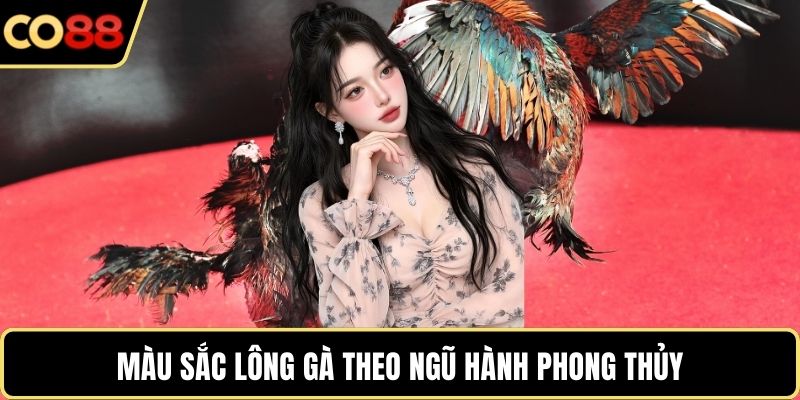 Màu sắc lông gà theo ngũ hành phong thủy