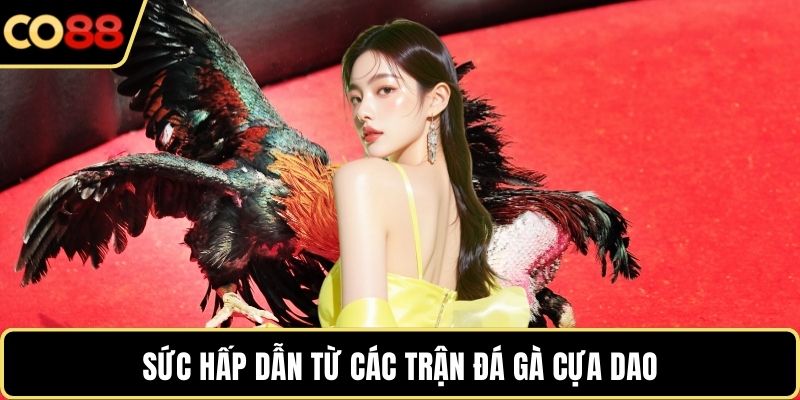 Sức hấp dẫn từ các trận đá gà cựa dao